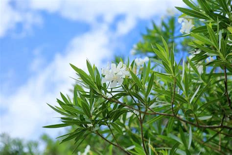 夾竹桃毒性|夾竹桃は強い毒を持つ！毒の致死性・危険性と生育の。